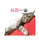 3匹の猫の写真スタンプ韓国語Ver.2（個別スタンプ：17）
