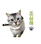 3匹の猫の写真スタンプ韓国語Ver.2（個別スタンプ：19）