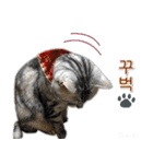 3匹の猫の写真スタンプ韓国語Ver.2（個別スタンプ：20）