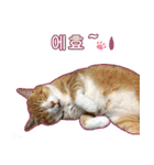 3匹の猫の写真スタンプ韓国語Ver.2（個別スタンプ：22）