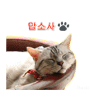 3匹の猫の写真スタンプ韓国語Ver.2（個別スタンプ：23）