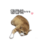 3匹の猫の写真スタンプ韓国語Ver.2（個別スタンプ：25）
