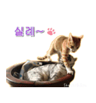 3匹の猫の写真スタンプ韓国語Ver.2（個別スタンプ：27）