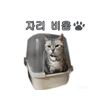 3匹の猫の写真スタンプ韓国語Ver.2（個別スタンプ：28）