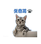 3匹の猫の写真スタンプ韓国語Ver.2（個別スタンプ：29）