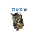3匹の猫の写真スタンプ韓国語Ver.2（個別スタンプ：30）