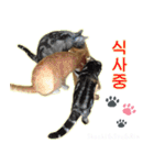 3匹の猫の写真スタンプ韓国語Ver.2（個別スタンプ：32）