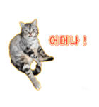 3匹の猫の写真スタンプ韓国語Ver.2（個別スタンプ：33）