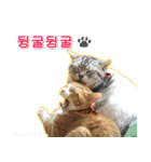 3匹の猫の写真スタンプ韓国語Ver.2（個別スタンプ：34）