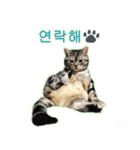 3匹の猫の写真スタンプ韓国語Ver.2（個別スタンプ：37）