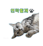 3匹の猫の写真スタンプ韓国語Ver.2（個別スタンプ：38）