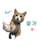 3匹の猫の写真スタンプ韓国語Ver.2（個別スタンプ：39）