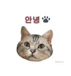 3匹の猫の写真スタンプ韓国語Ver.1（個別スタンプ：1）