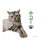 3匹の猫の写真スタンプ韓国語Ver.1（個別スタンプ：2）