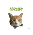 3匹の猫の写真スタンプ韓国語Ver.1（個別スタンプ：3）