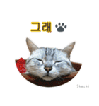 3匹の猫の写真スタンプ韓国語Ver.1（個別スタンプ：4）