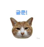 3匹の猫の写真スタンプ韓国語Ver.1（個別スタンプ：5）