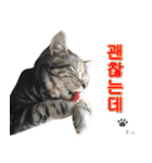 3匹の猫の写真スタンプ韓国語Ver.1（個別スタンプ：6）