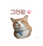 3匹の猫の写真スタンプ韓国語Ver.1（個別スタンプ：7）