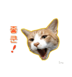 3匹の猫の写真スタンプ韓国語Ver.1（個別スタンプ：8）