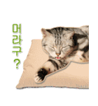 3匹の猫の写真スタンプ韓国語Ver.1（個別スタンプ：9）
