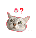 3匹の猫の写真スタンプ韓国語Ver.1（個別スタンプ：10）