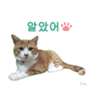 3匹の猫の写真スタンプ韓国語Ver.1（個別スタンプ：11）