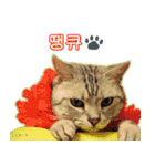3匹の猫の写真スタンプ韓国語Ver.1（個別スタンプ：12）
