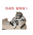 3匹の猫の写真スタンプ韓国語Ver.1（個別スタンプ：14）
