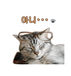 3匹の猫の写真スタンプ韓国語Ver.1（個別スタンプ：15）