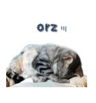 3匹の猫の写真スタンプ韓国語Ver.1（個別スタンプ：16）
