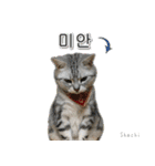 3匹の猫の写真スタンプ韓国語Ver.1（個別スタンプ：17）