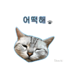 3匹の猫の写真スタンプ韓国語Ver.1（個別スタンプ：18）