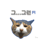 3匹の猫の写真スタンプ韓国語Ver.1（個別スタンプ：19）