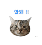 3匹の猫の写真スタンプ韓国語Ver.1（個別スタンプ：20）