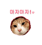 3匹の猫の写真スタンプ韓国語Ver.1（個別スタンプ：21）