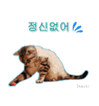 3匹の猫の写真スタンプ韓国語Ver.1（個別スタンプ：22）