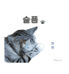 3匹の猫の写真スタンプ韓国語Ver.1（個別スタンプ：23）