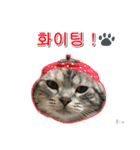 3匹の猫の写真スタンプ韓国語Ver.1（個別スタンプ：25）