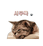 3匹の猫の写真スタンプ韓国語Ver.1（個別スタンプ：27）