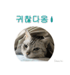 3匹の猫の写真スタンプ韓国語Ver.1（個別スタンプ：28）