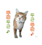 3匹の猫の写真スタンプ韓国語Ver.1（個別スタンプ：29）