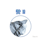 3匹の猫の写真スタンプ韓国語Ver.1（個別スタンプ：30）