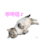 3匹の猫の写真スタンプ韓国語Ver.1（個別スタンプ：31）