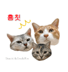 3匹の猫の写真スタンプ韓国語Ver.1（個別スタンプ：34）