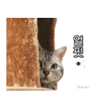 3匹の猫の写真スタンプ韓国語Ver.1（個別スタンプ：35）