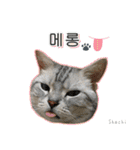 3匹の猫の写真スタンプ韓国語Ver.1（個別スタンプ：37）