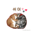 3匹の猫の写真スタンプ韓国語Ver.1（個別スタンプ：38）