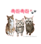 3匹の猫の写真スタンプ韓国語Ver.1（個別スタンプ：40）