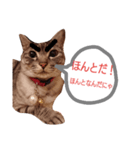 たけちよのねこのひなちゃん パート2（個別スタンプ：2）